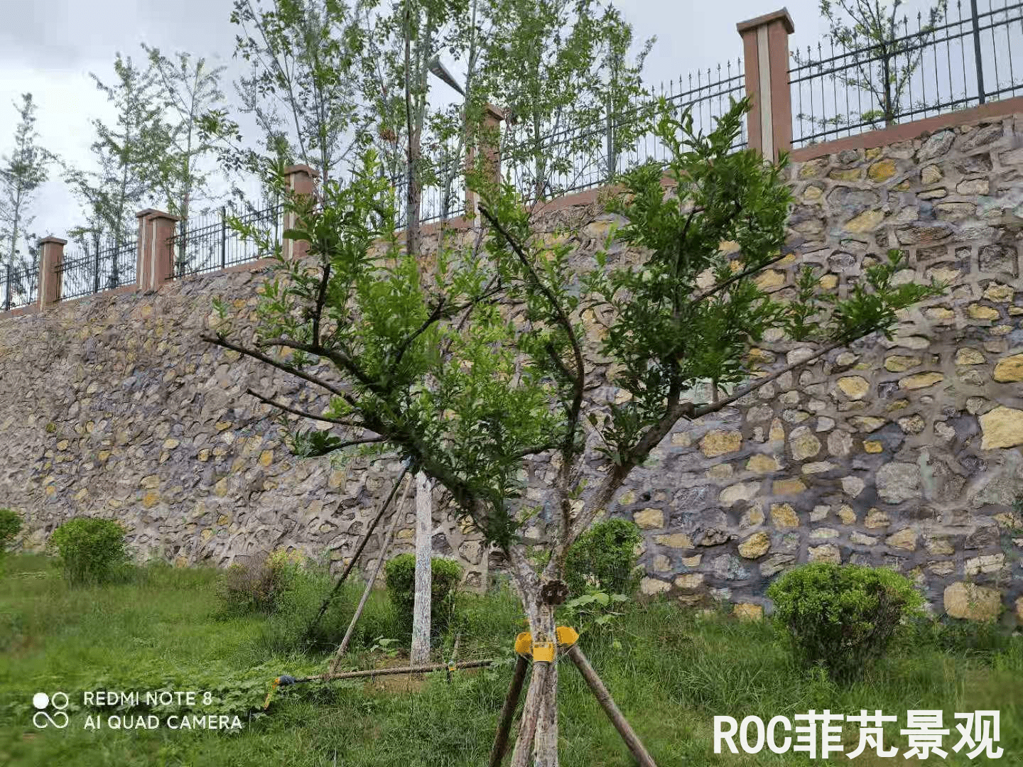 夏季养护-历下三幼