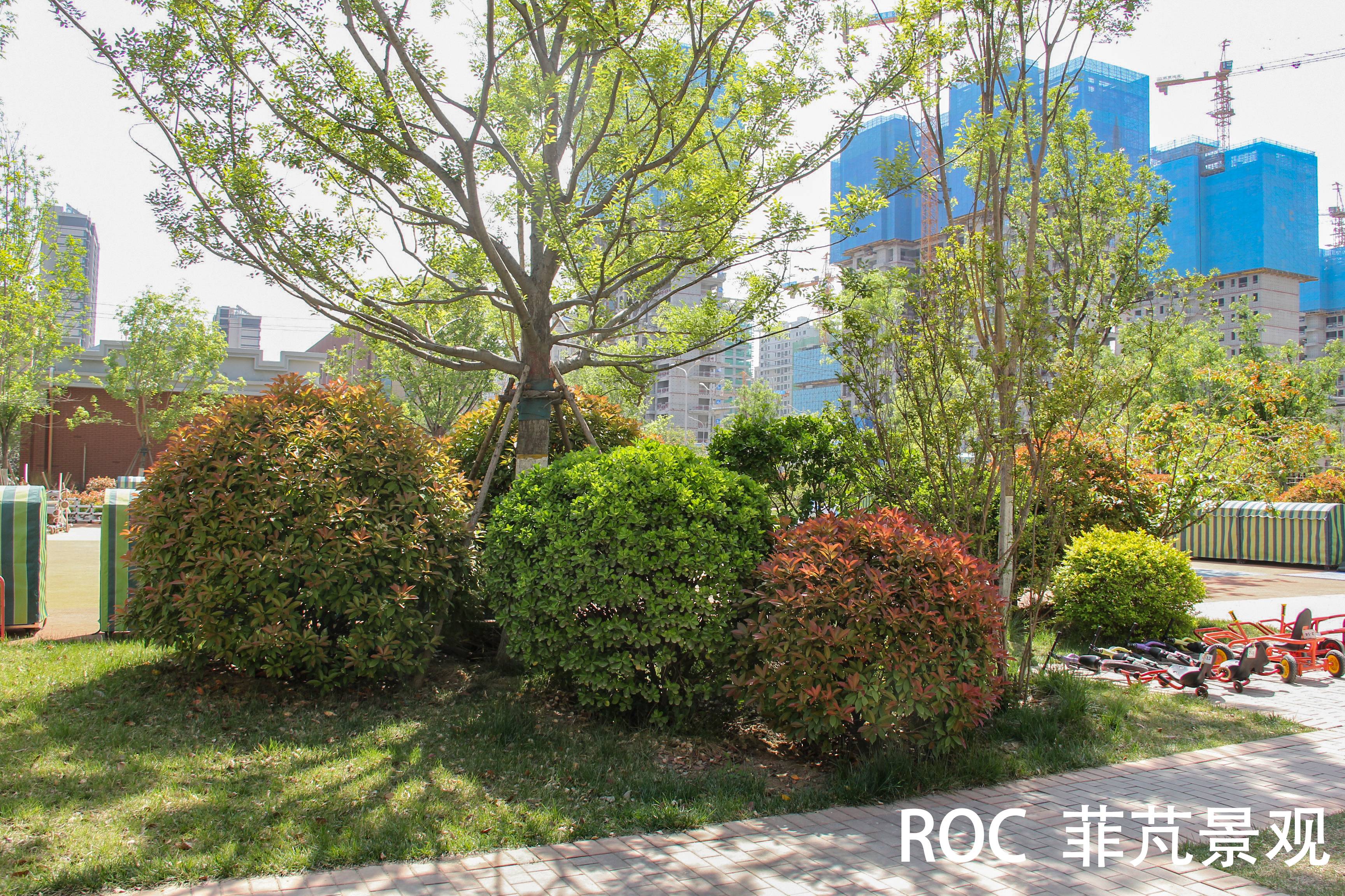 菲芃景观·春季养护